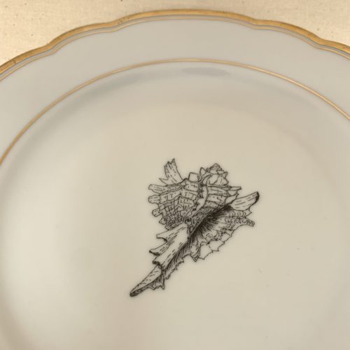 assiette _ coquillage – Image 2